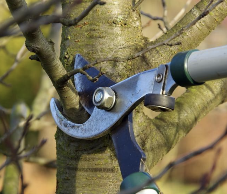 Élagage Villennes-sur-Seine chantier